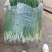 精品香葱，香菜