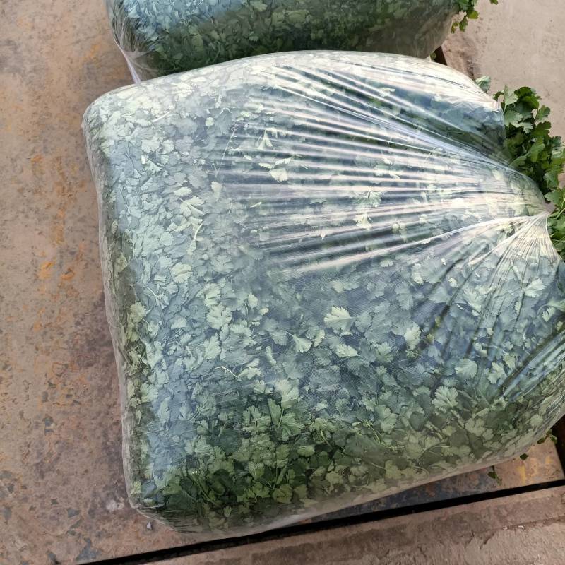 精品香葱，香菜