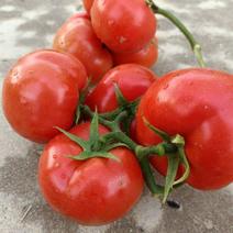 贵州精品西红柿石头果，支持任何包装，每天十吨左右