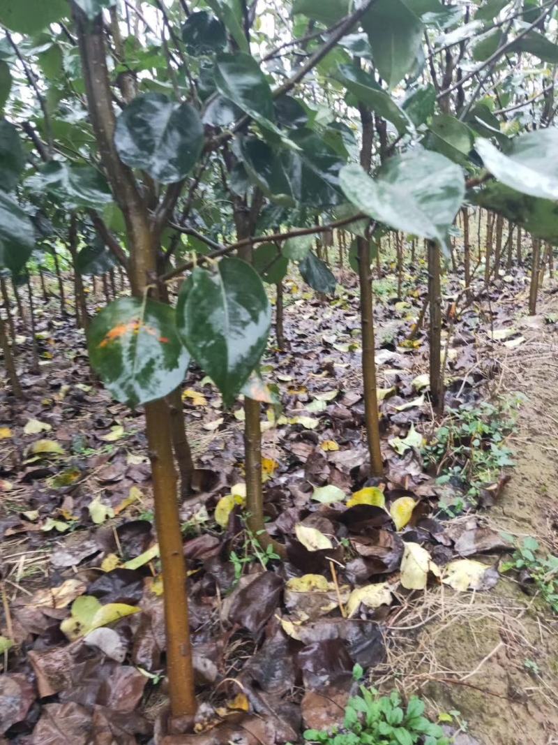 3公分西府海棠价格4公分10公15公分公分西府海棠