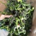脱水万年青，脱水蔬菜，野菜，菜芯，