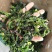 脱水万年青，脱水蔬菜，野菜，菜芯，