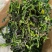 脱水万年青，脱水蔬菜，野菜，菜芯，