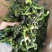 脱水万年青，脱水蔬菜，野菜，菜芯，