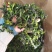 脱水万年青，脱水蔬菜，野菜，菜芯，