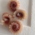 鱿鱼干