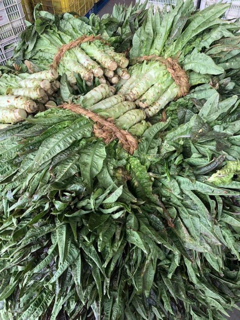 红叶莴苣尖叶莴苣江苏尖莴苣盐城莴苣东台莴苣