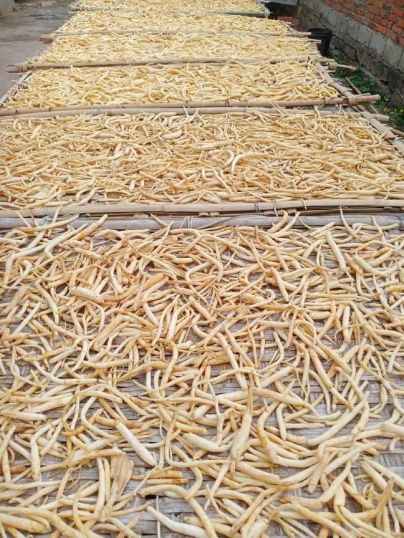 【精选】沙参大量上市场地直供保质保量无熏硫诚