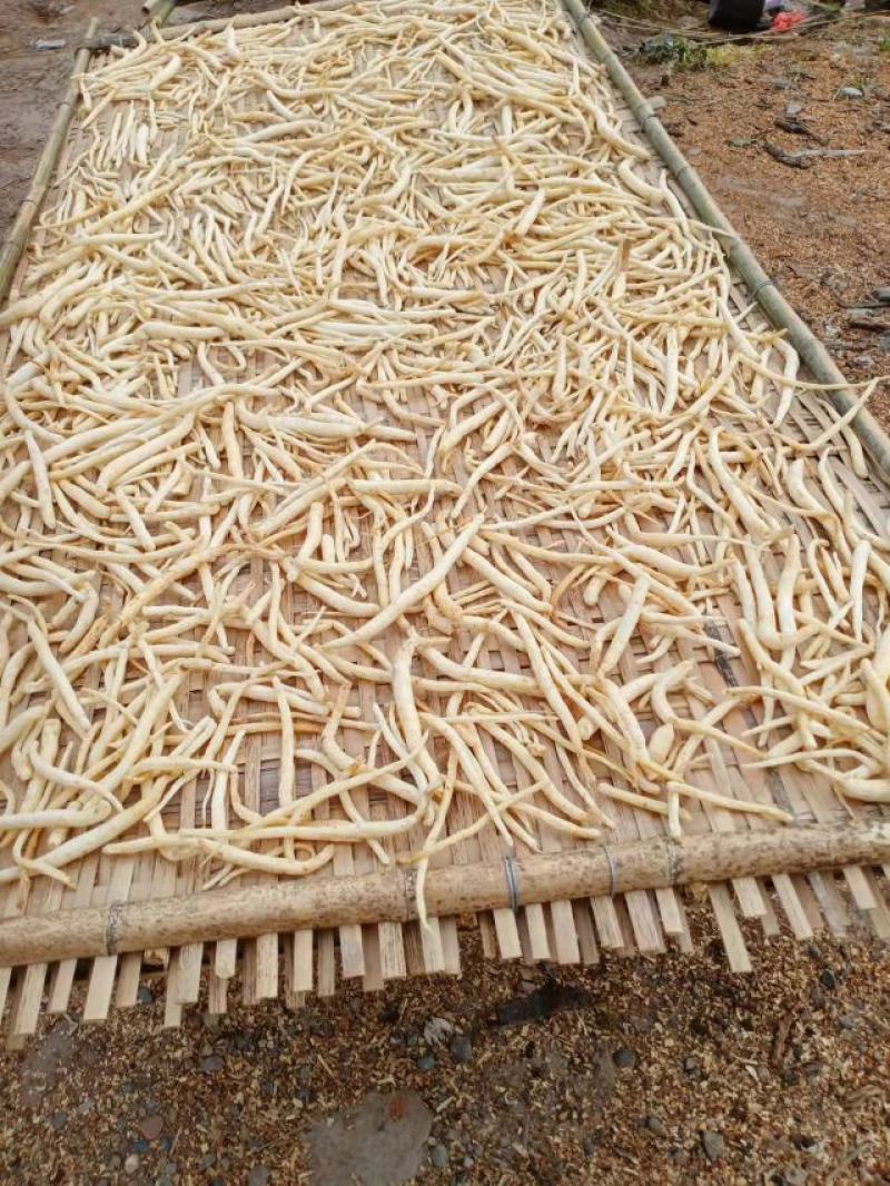【精选】沙参大量上市场地直供保质保量无熏硫诚