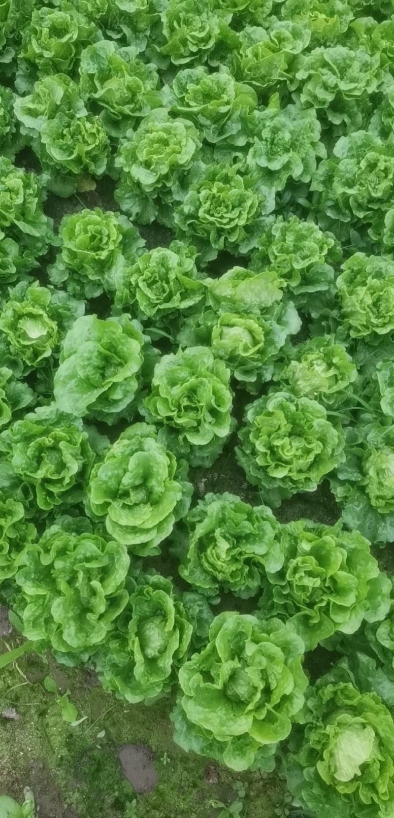 大量供应精品意大利生菜，常年有货，可全国各地发货！