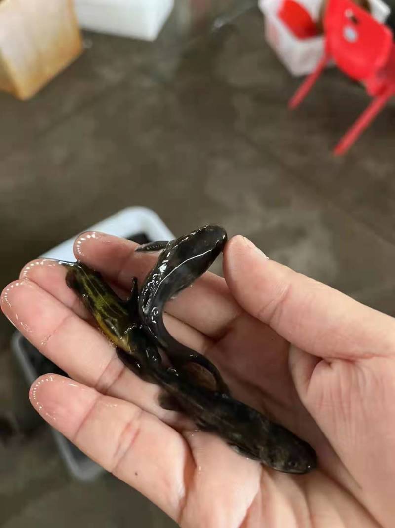 黄骨鱼鱼苗