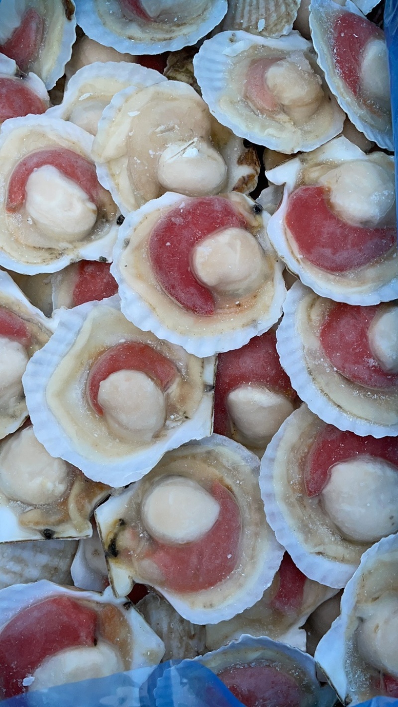 半壳扇贝夏夷贝原汁虾夷贝规格齐全烧烤餐饮批发