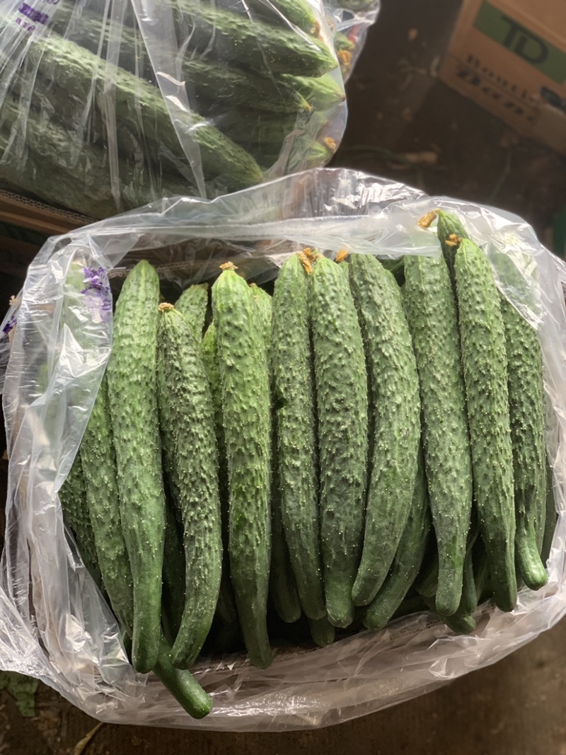（黄瓜）电商.加工厂.市场.超市.常年大吨位供应
