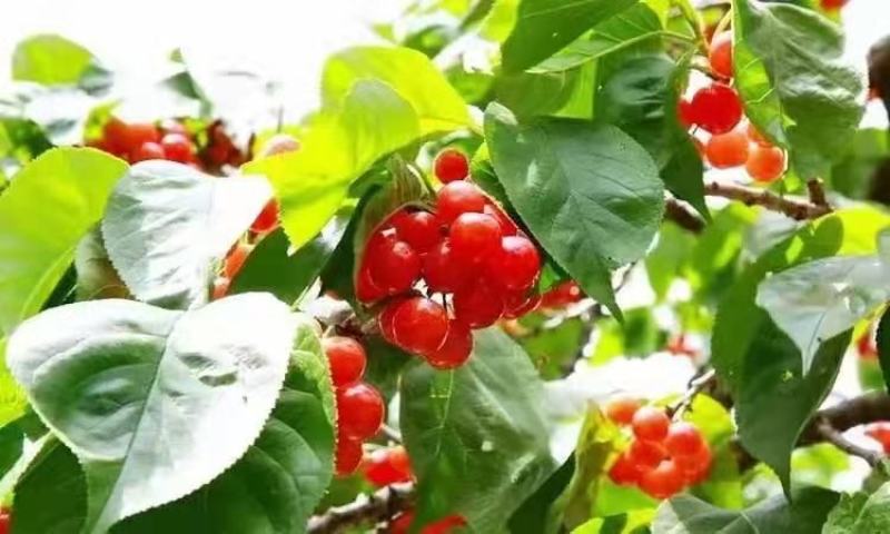 土樱桃现摘现发大量供应全国发货量大从优质量保证