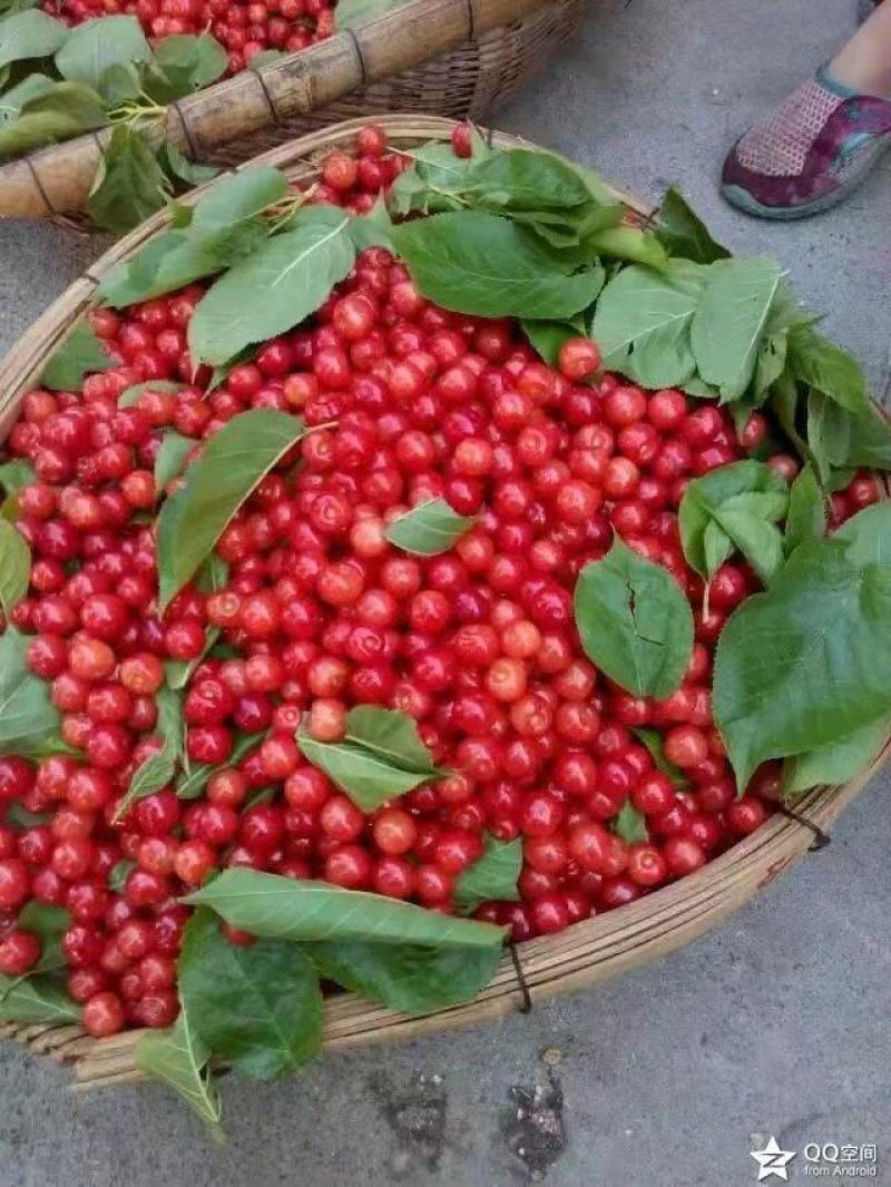 土樱桃现摘现发大量供应全国发货量大从优质量保证