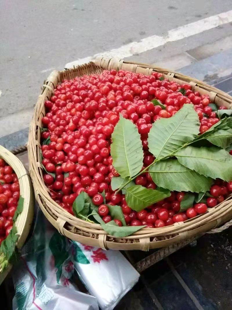 土樱桃现摘现发大量供应全国发货量大从优质量保证