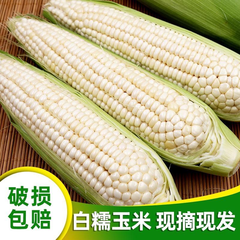 【精选】精品糯玉米大量供应品质保证量大从优热销中