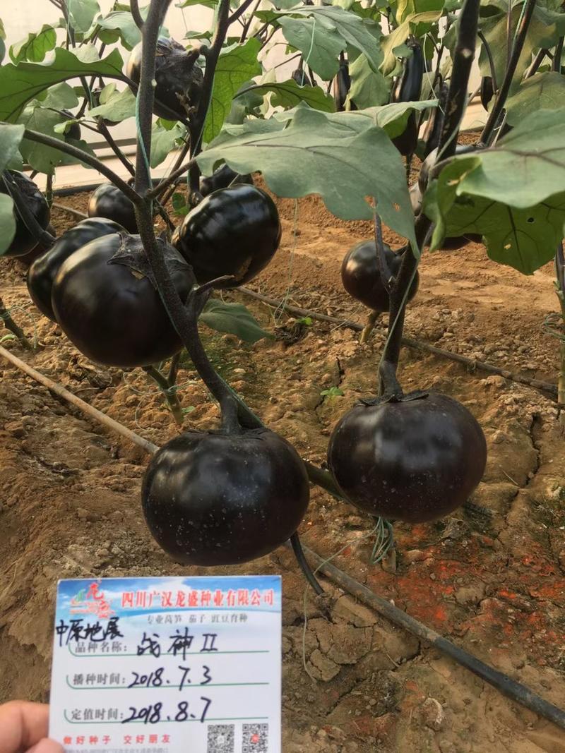 黑圆茄种子四川龙盛战神2杂交一代茄子种子抗病丰产