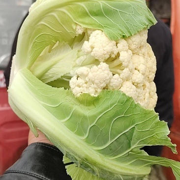 万亩蔬菜基地白面青梗有机花菜大量供应市场、超市、食堂