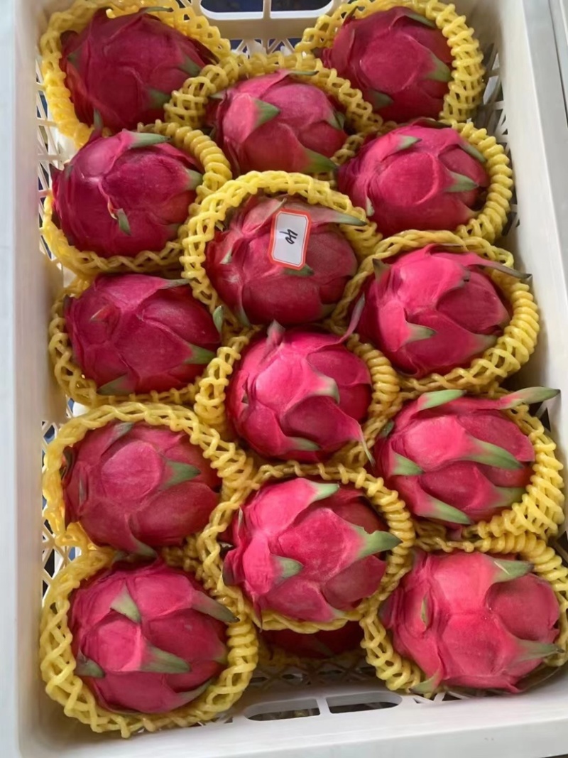 专业代销代购火龙果