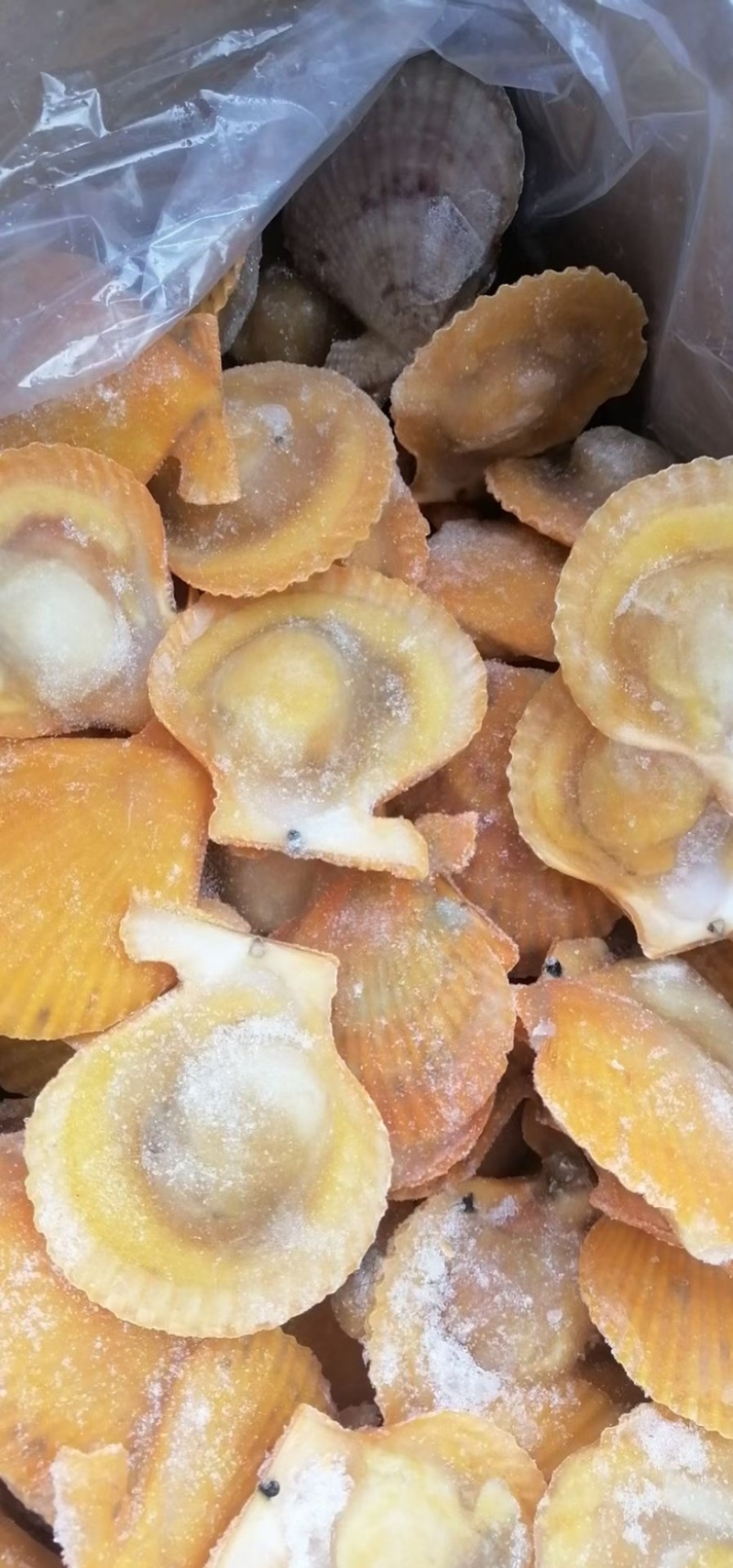 半壳黄金贝半壳扇贝烧烤海鲜半壳贝粉丝扇贝烧烤专用