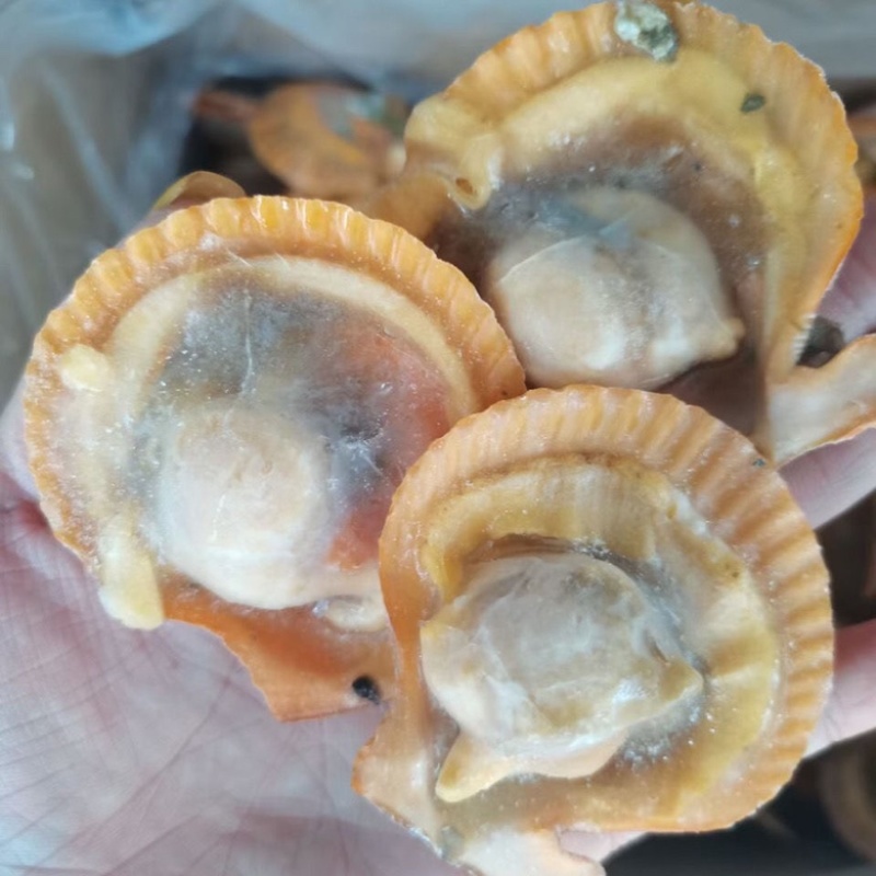 半壳黄金贝半壳扇贝烧烤海鲜半壳贝粉丝扇贝烧烤专用