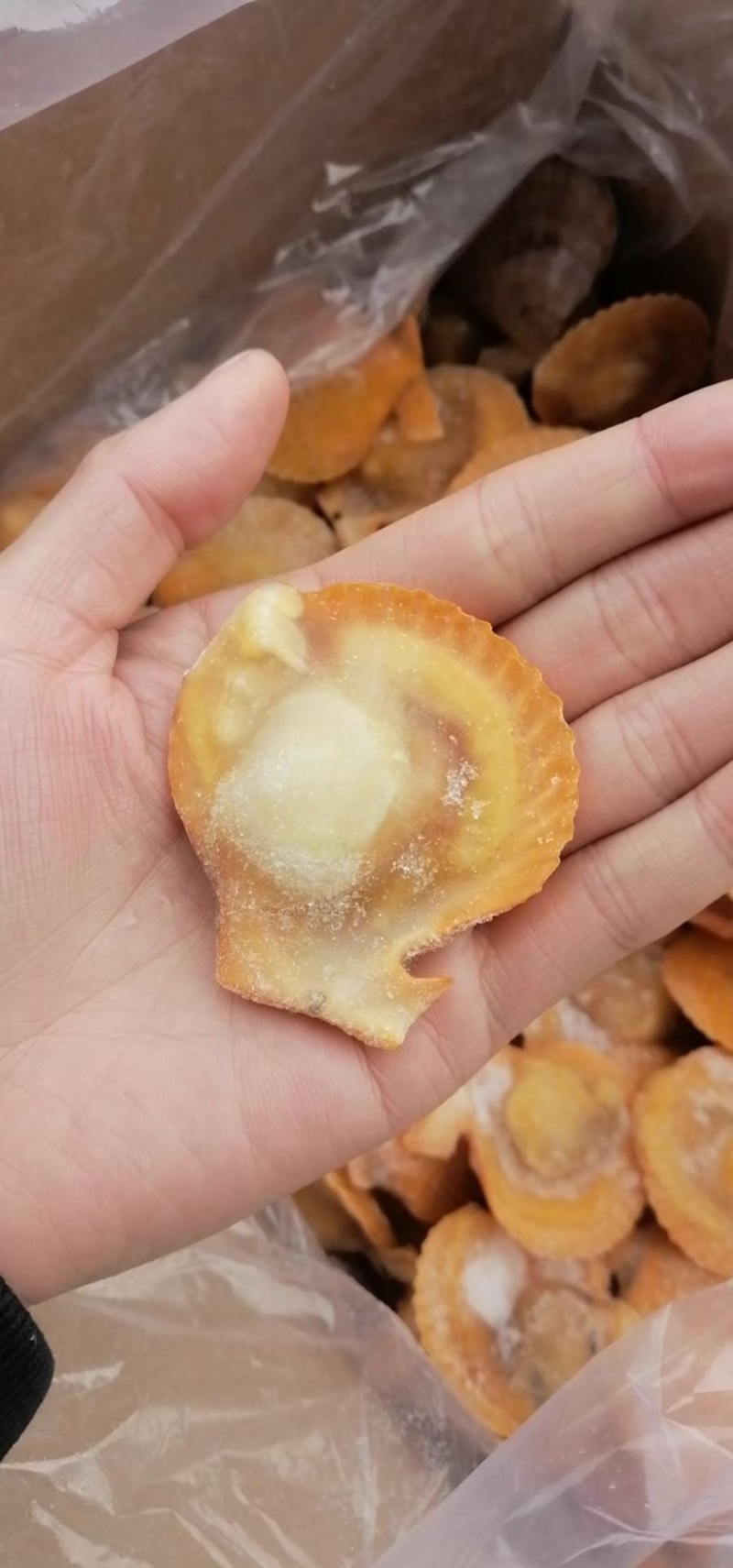 半壳黄金贝半壳扇贝烧烤海鲜半壳贝粉丝扇贝烧烤专用