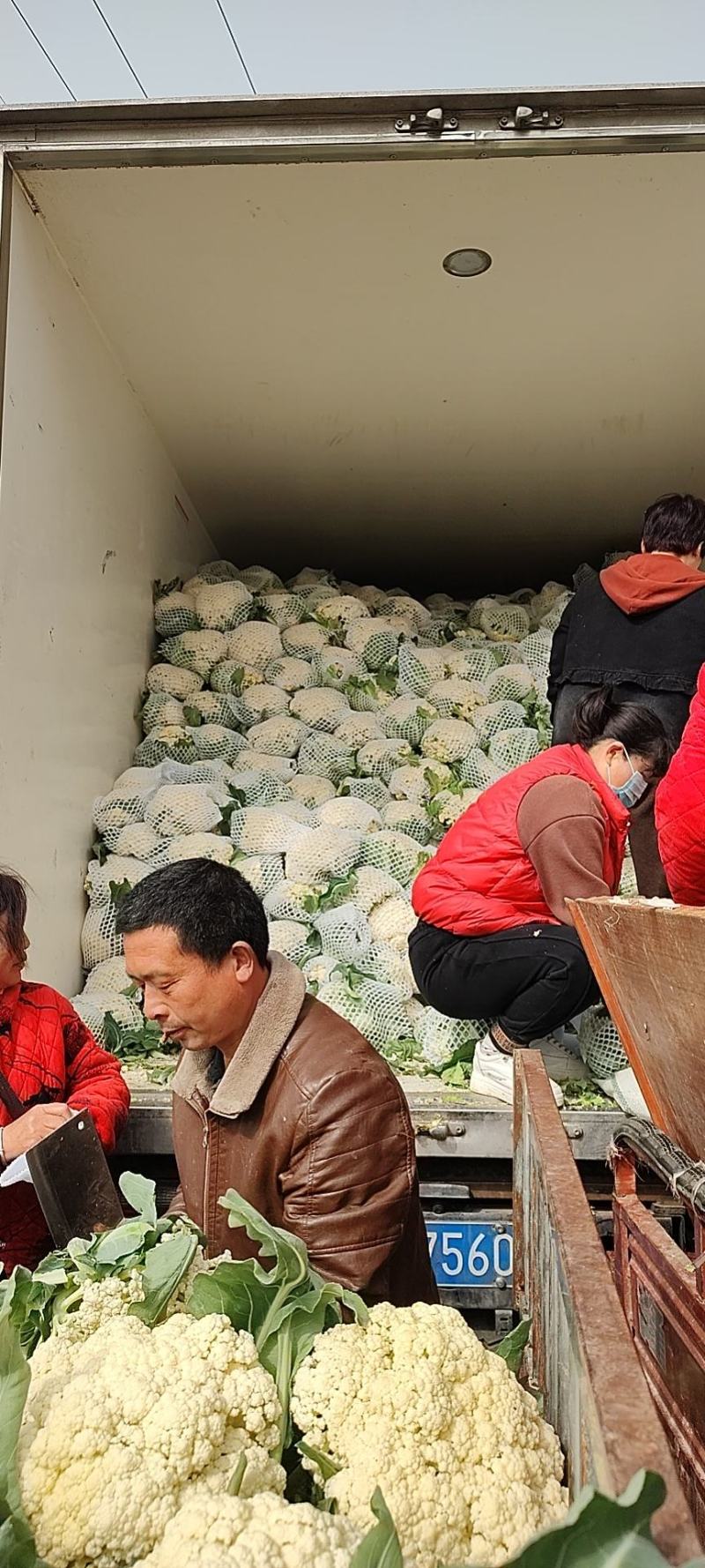 万亩蔬菜基地白面青梗有机花菜大量供应市场、超市、食堂