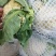 万亩蔬菜基地白面青梗有机花菜大量供应市场、超市、食堂