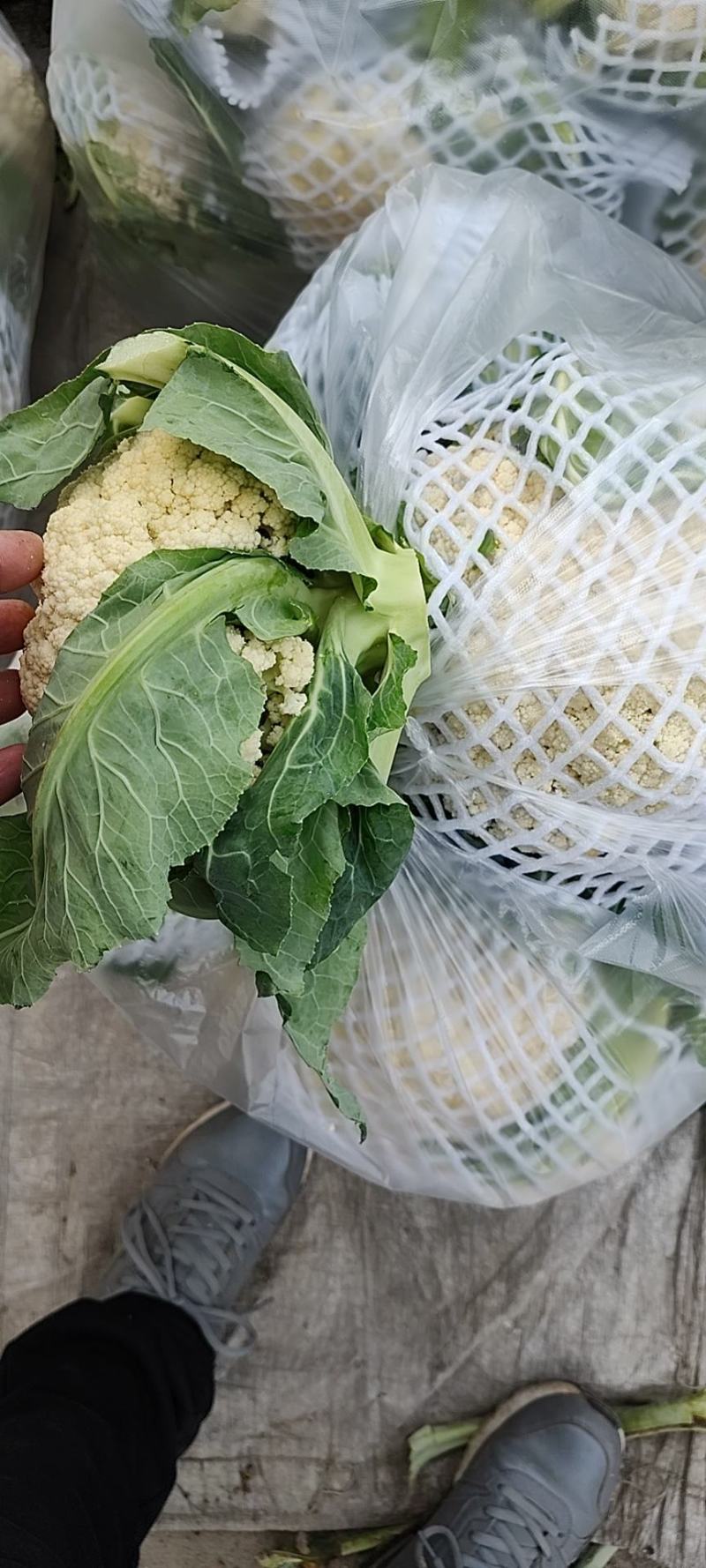 万亩蔬菜基地白面青梗有机花菜大量供应市场、超市、食堂