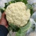 万亩蔬菜基地白面青梗有机花菜大量供应市场、超市、食堂