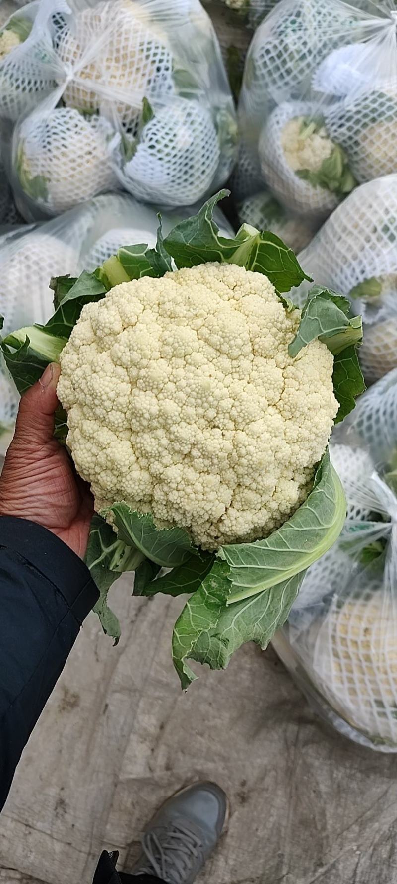 万亩蔬菜基地白面青梗有机花菜大量供应市场、超市、食堂