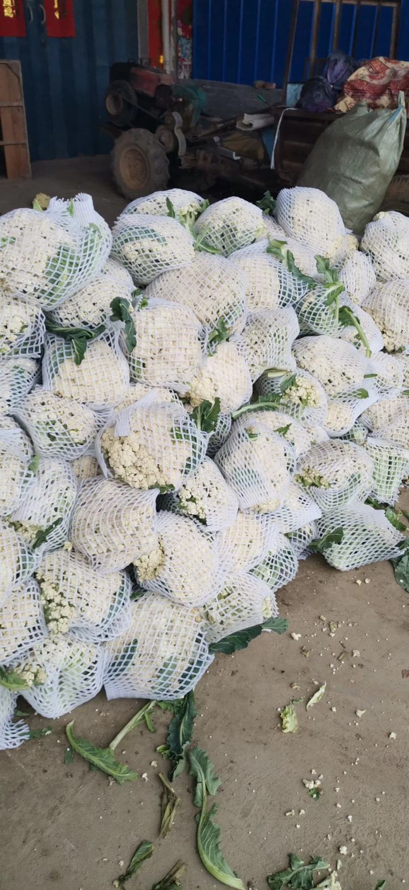 万亩蔬菜基地白面青梗有机花菜大量供应市场、超市、食堂