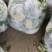 万亩蔬菜基地白面青梗有机花菜大量供应市场、超市、食堂