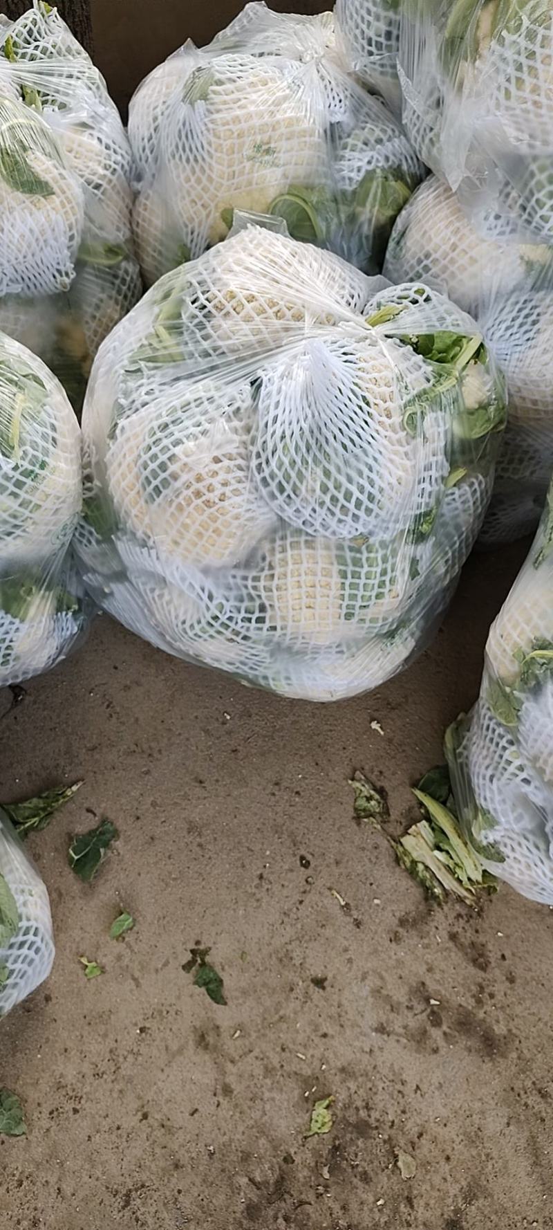 万亩蔬菜基地白面青梗有机花菜大量供应市场、超市、食堂