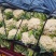 万亩蔬菜基地白面青梗有机花菜大量供应市场、超市、食堂
