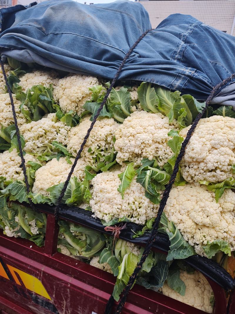 万亩蔬菜基地白面青梗有机花菜大量供应市场、超市、食堂
