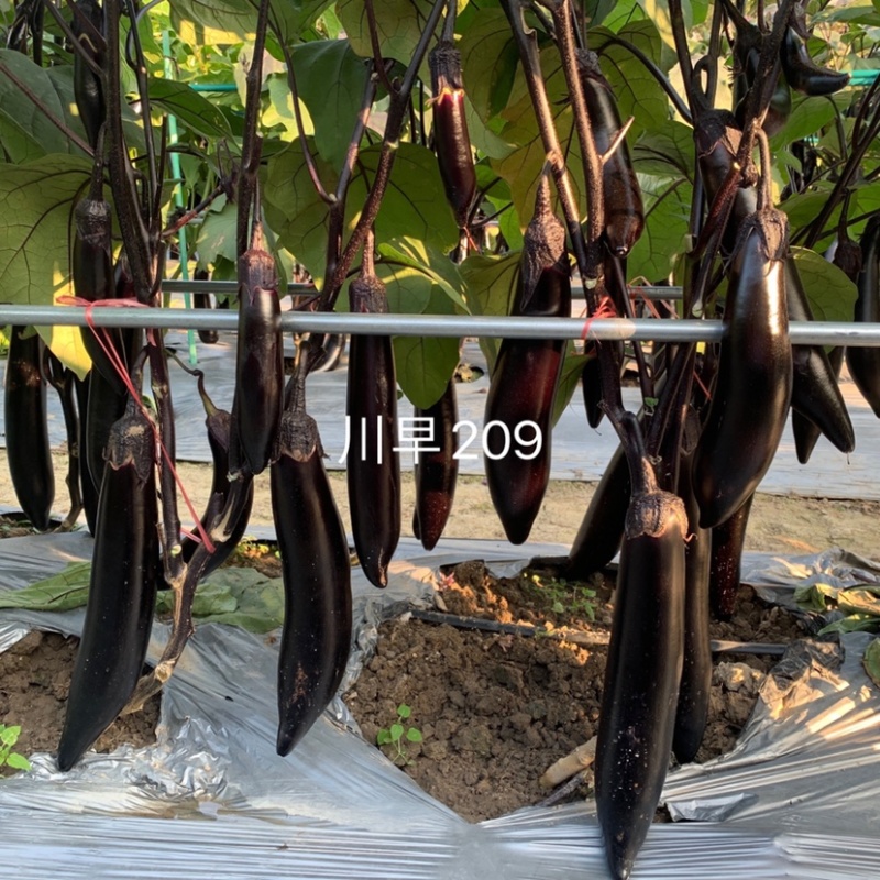 丰产耐运卖相好川早209茄子种子棒型顺直美观高产墨茄