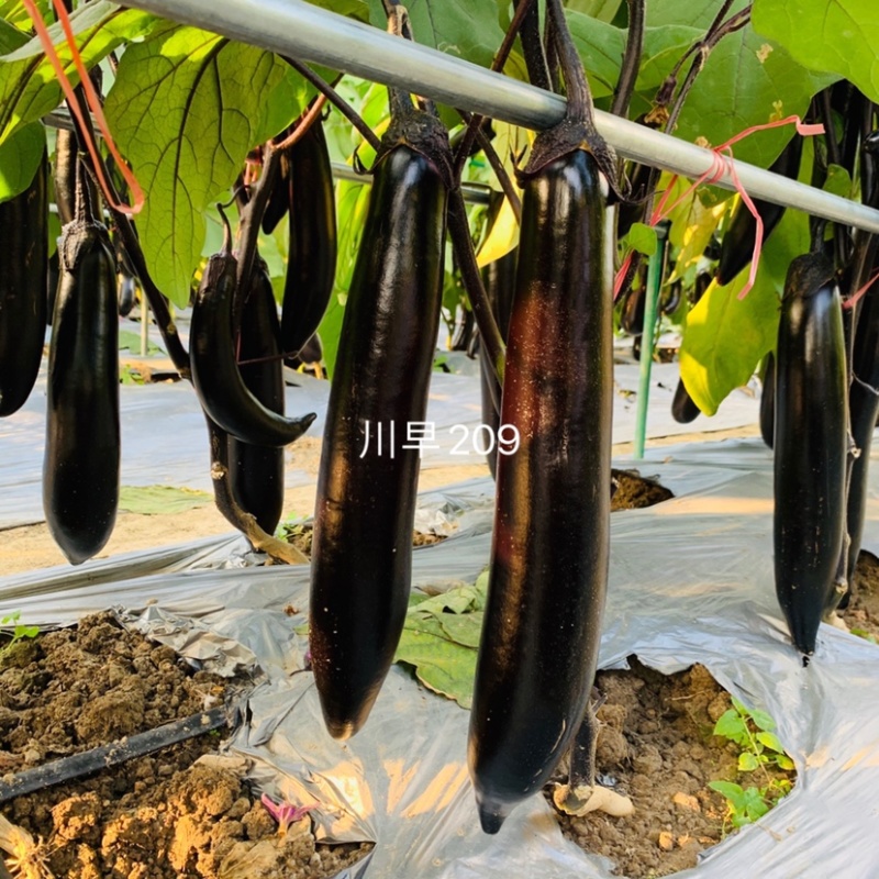 丰产耐运卖相好川早209茄子种子棒型顺直美观高产墨茄