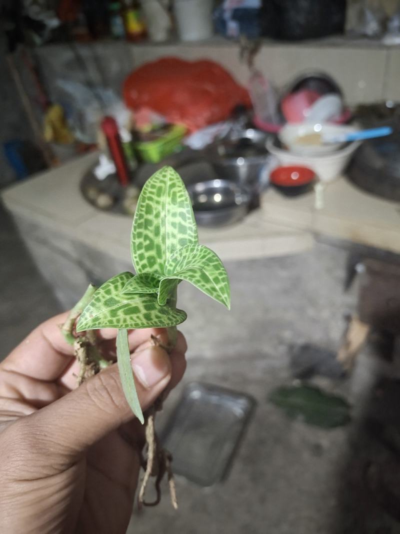正宗贵州斑叶兰贵州野生草药，品质保证，欢迎来电咨询采购！