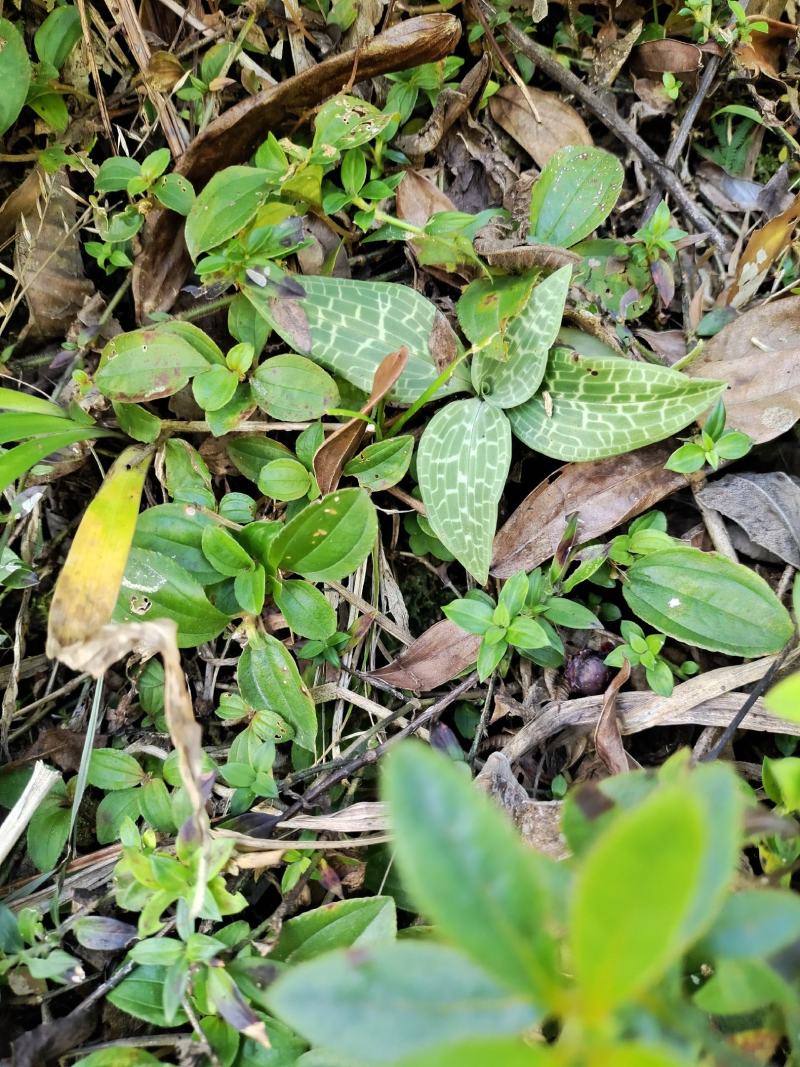 正宗贵州斑叶兰贵州野生草药，品质保证，欢迎来电咨询采购！