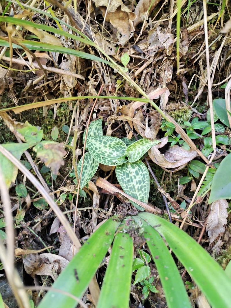 正宗贵州斑叶兰贵州野生草药，品质保证，欢迎来电咨询采购！