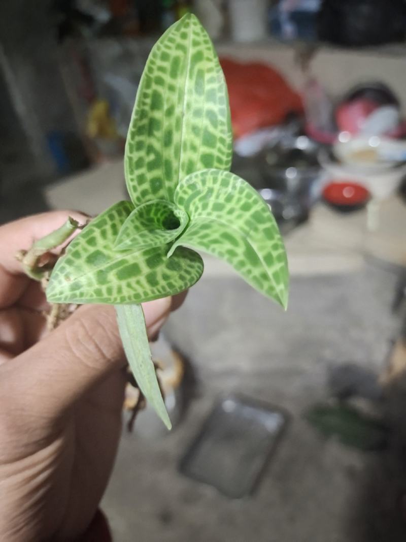 正宗贵州斑叶兰贵州野生草药，品质保证，欢迎来电咨询采购！