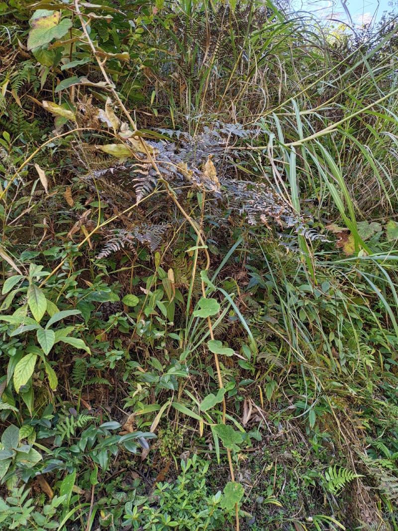 正宗贵州斑叶兰贵州野生草药，品质保证，欢迎来电咨询采购！