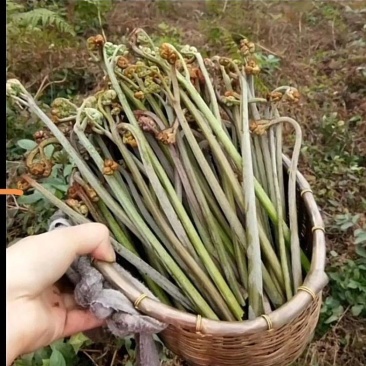 蕨菜龙爪菜