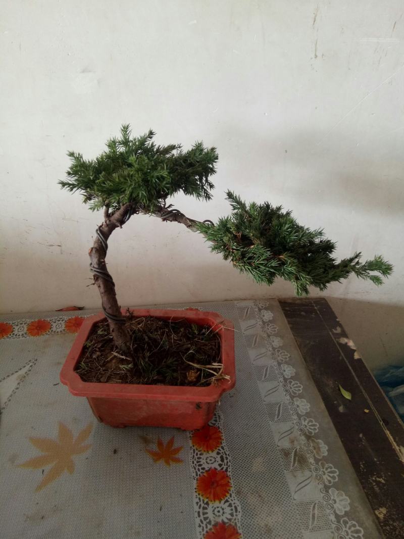 八方进宝顺八片叶地柏迎客松盆景别致观景植物盆景
