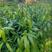 红象牙芒果苗，嫁接正品，根系发达，成活率好种植第二年挂果