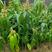 红象牙芒果苗，嫁接正品，根系发达，成活率好种植第二年挂果