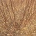 紫叶矮樱适合工程小区绿化0.5-10公分均有货