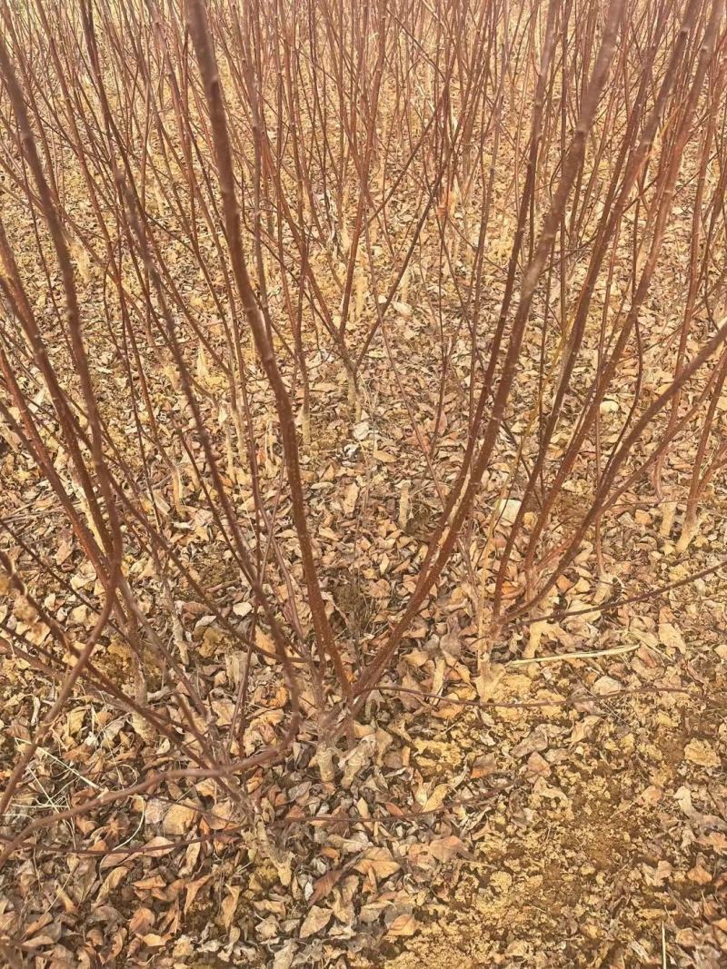 紫叶矮樱适合工程小区绿化0.5-10公分均有货